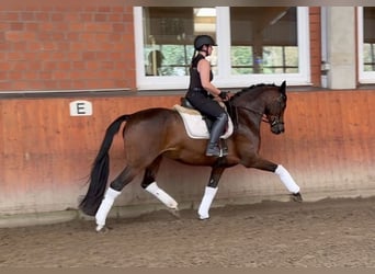 Hanovrien, Jument, 4 Ans, 165 cm, Bai