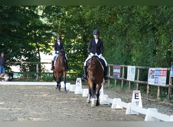 Hanovrien, Jument, 4 Ans, 165 cm, Bai