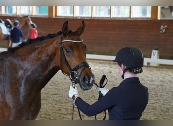 Hanovrien, Jument, 4 Ans, 165 cm, Bai