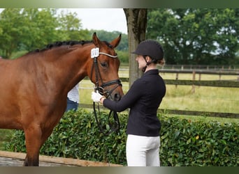 Hanovrien, Jument, 4 Ans, 165 cm, Bai