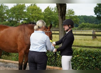 Hanovrien, Jument, 4 Ans, 165 cm, Bai