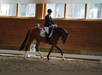Hanovrien, Jument, 4 Ans, 165 cm, Bai