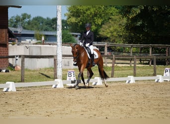 Hanovrien, Jument, 4 Ans, 165 cm, Bai