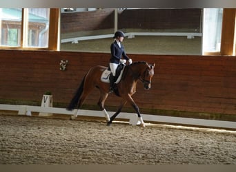 Hanovrien, Jument, 4 Ans, 165 cm, Bai