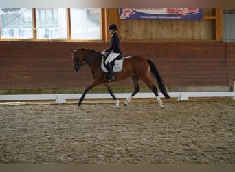 Hanovrien, Jument, 4 Ans, 165 cm, Bai