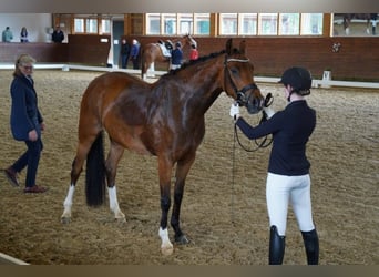 Hanovrien, Jument, 4 Ans, 165 cm, Bai