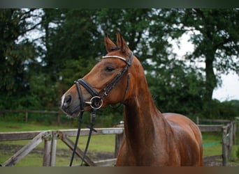Hanovrien, Jument, 4 Ans, 165 cm, Bai