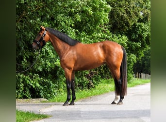 Hanovrien, Jument, 4 Ans, 165 cm, Bai