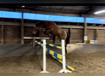 Hanovrien, Jument, 4 Ans, 165 cm, Bai