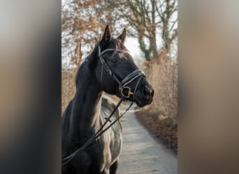 Hanovrien, Jument, 4 Ans, 165 cm