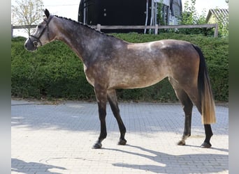 Hanovrien, Jument, 4 Ans, 165 cm, Gris