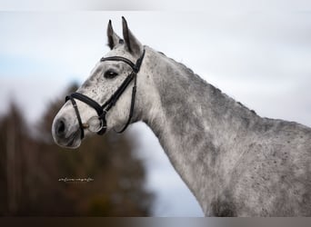 Hanovrien, Jument, 4 Ans, 165 cm, Gris