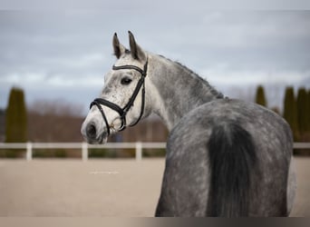 Hanovrien, Jument, 4 Ans, 165 cm, Gris