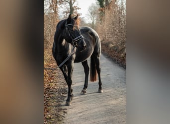 Hanovrien, Jument, 4 Ans, 165 cm, Noir