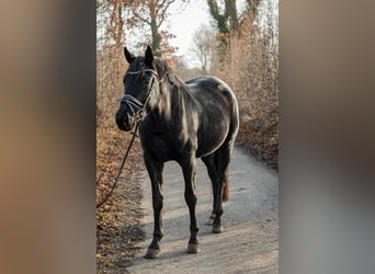Hanovrien, Jument, 4 Ans, 165 cm, Noir