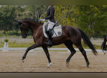 Hanovrien, Jument, 4 Ans, 165 cm, Noir