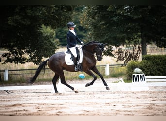 Hanovrien, Jument, 4 Ans, 165 cm, Noir