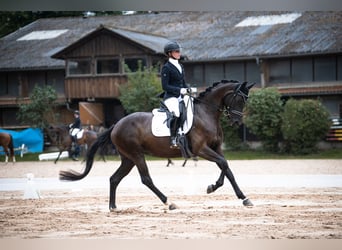 Hanovrien, Jument, 4 Ans, 165 cm, Noir