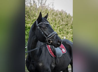 Hanovrien, Jument, 4 Ans, 165 cm, Noir