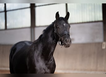 Hanovrien, Jument, 4 Ans, 165 cm, Noir