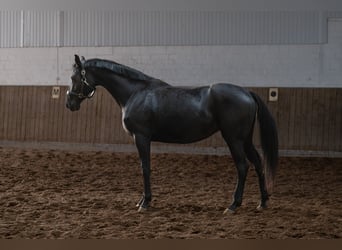 Hanovrien, Jument, 4 Ans, 165 cm, Noir