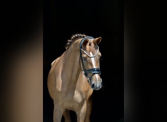 Hanovrien, Jument, 4 Ans, 166 cm, Alezan brûlé