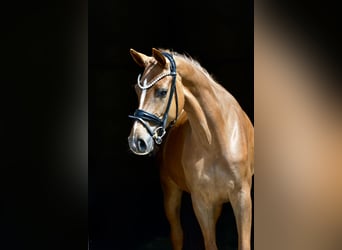Hanovrien, Jument, 4 Ans, 166 cm, Alezan brûlé