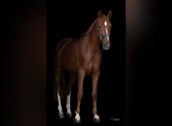 Hanovrien, Jument, 4 Ans, 166 cm, Alezan brûlé