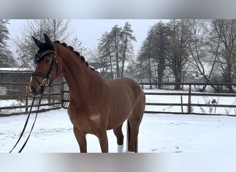Hanovrien, Jument, 4 Ans, 166 cm, Alezan