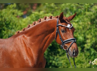 Hanovrien, Jument, 4 Ans, 166 cm, Alezan