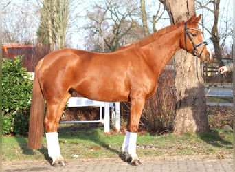 Hanovrien, Jument, 4 Ans, 166 cm, Alezan