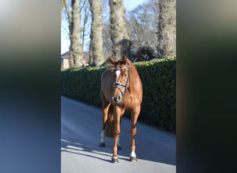 Hanovrien, Jument, 4 Ans, 166 cm, Alezan