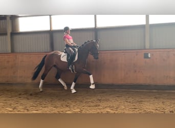 Hanovrien, Jument, 4 Ans, 166 cm, Bai brun