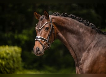 Hanovrien, Jument, 4 Ans, 166 cm, Bai brun