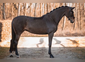 Hanovrien, Jument, 4 Ans, 166 cm, Bai brun