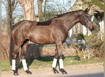 Hanovrien, Jument, 4 Ans, 166 cm, Bai brun