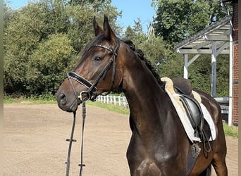 Hanovrien, Jument, 4 Ans, 166 cm, Bai brun foncé
