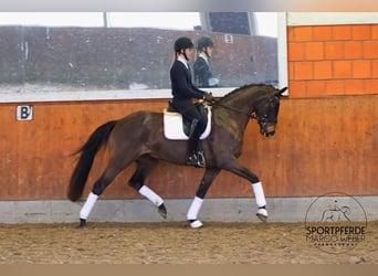 Hanovrien, Jument, 4 Ans, 166 cm, Bai