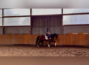 Hanovrien, Jument, 4 Ans, 166 cm, Bai
