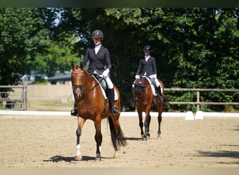 Hanovrien, Jument, 4 Ans, 166 cm, Bai