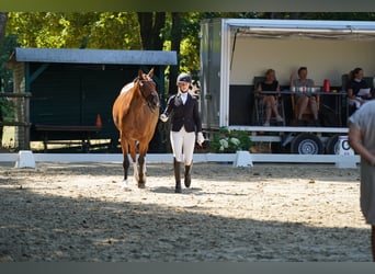 Hanovrien, Jument, 4 Ans, 166 cm, Bai