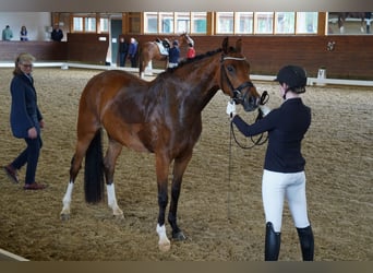 Hanovrien, Jument, 4 Ans, 166 cm, Bai
