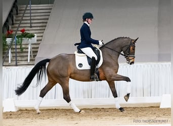 Hanovrien, Jument, 4 Ans, 166 cm, Bai