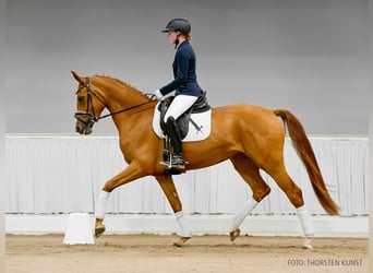 Hanovrien, Jument, 4 Ans, 166 cm, Bai