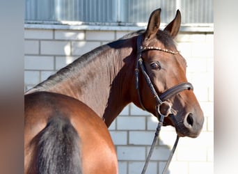 Hanovrien, Jument, 4 Ans, 166 cm, Bai