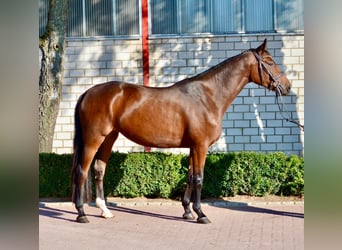 Hanovrien, Jument, 4 Ans, 166 cm, Bai