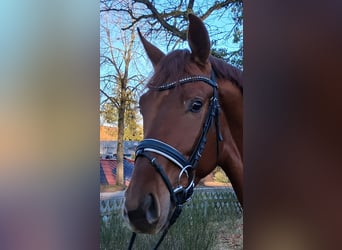 Hanovrien, Jument, 4 Ans, 166 cm, Bai