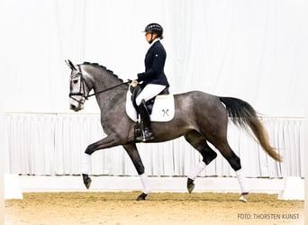 Hanovrien, Jument, 4 Ans, 166 cm, Gris