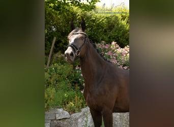 Hanovrien, Jument, 4 Ans, 166 cm, Noir