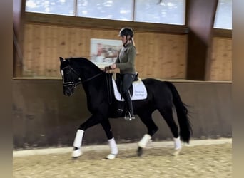 Hanovrien, Jument, 4 Ans, 166 cm, Noir